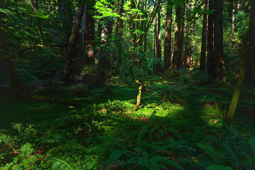 Redwood Forest from San Francisco