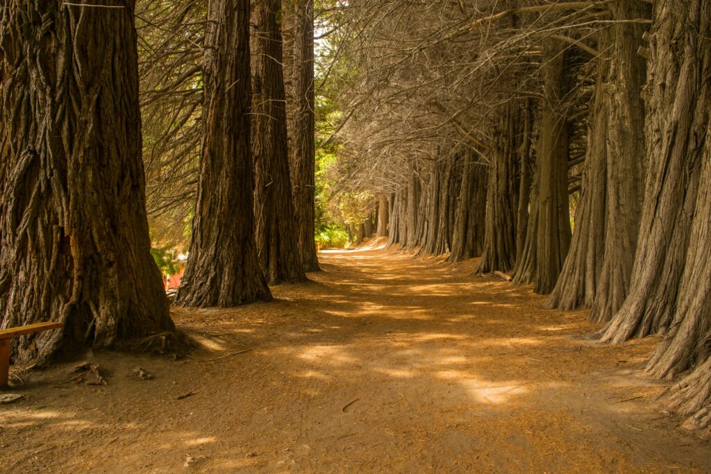 travel to redwood forest
