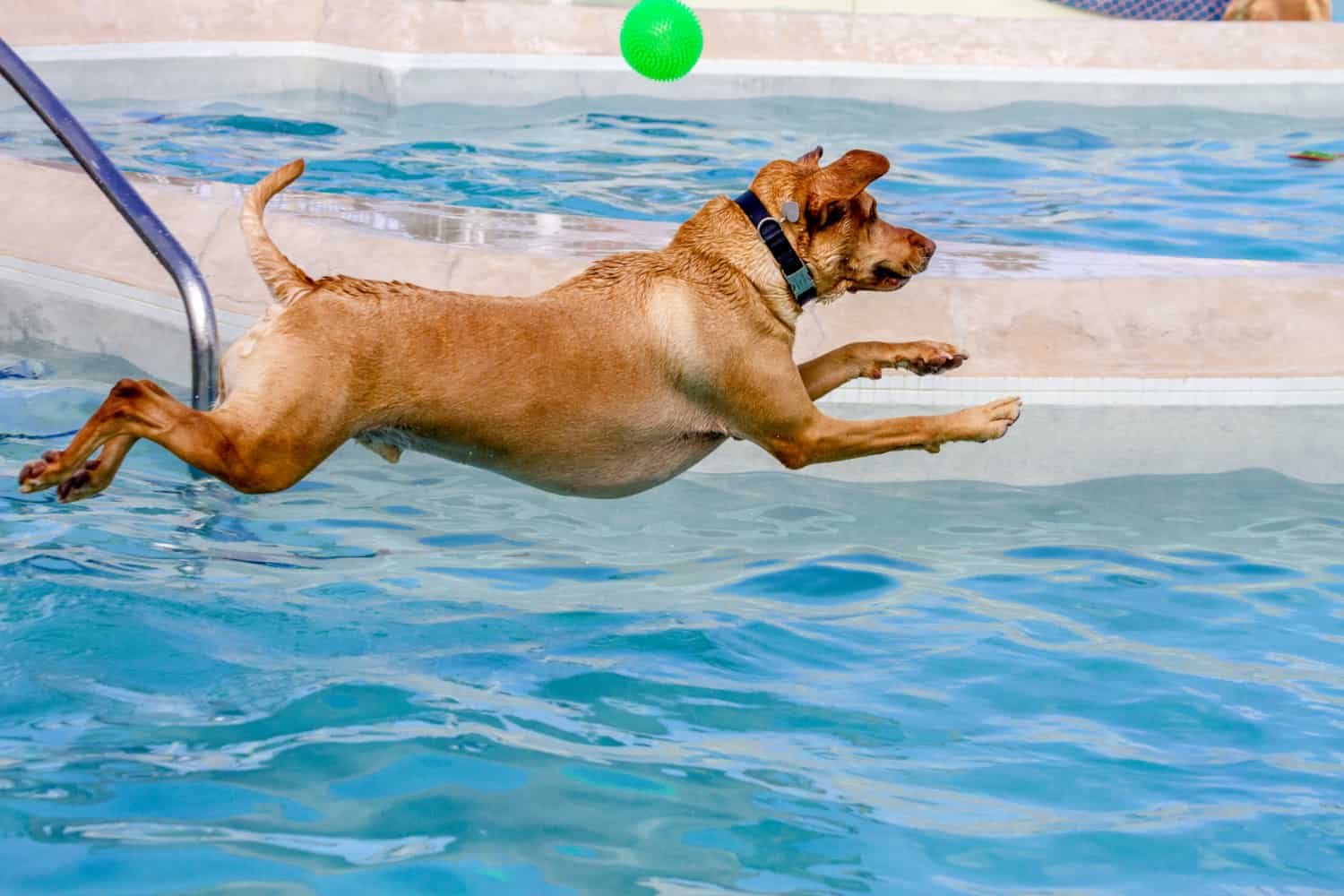 Teaching Your Dog To Swim